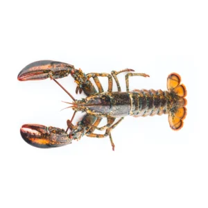 Lobster