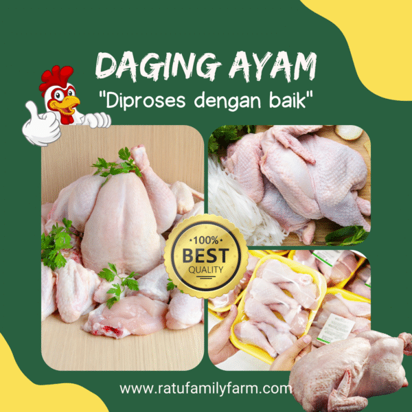 Ayam Potong Segar