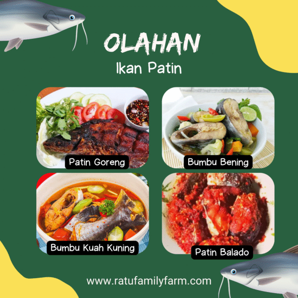 Ikan Patin Segar Pilihan - Gambar 2