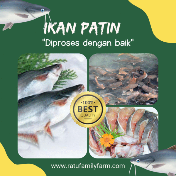 Ikan Patin Segar Pilihan