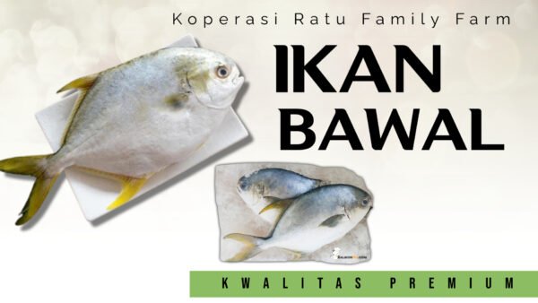Ikan Bawal - Gambar 2